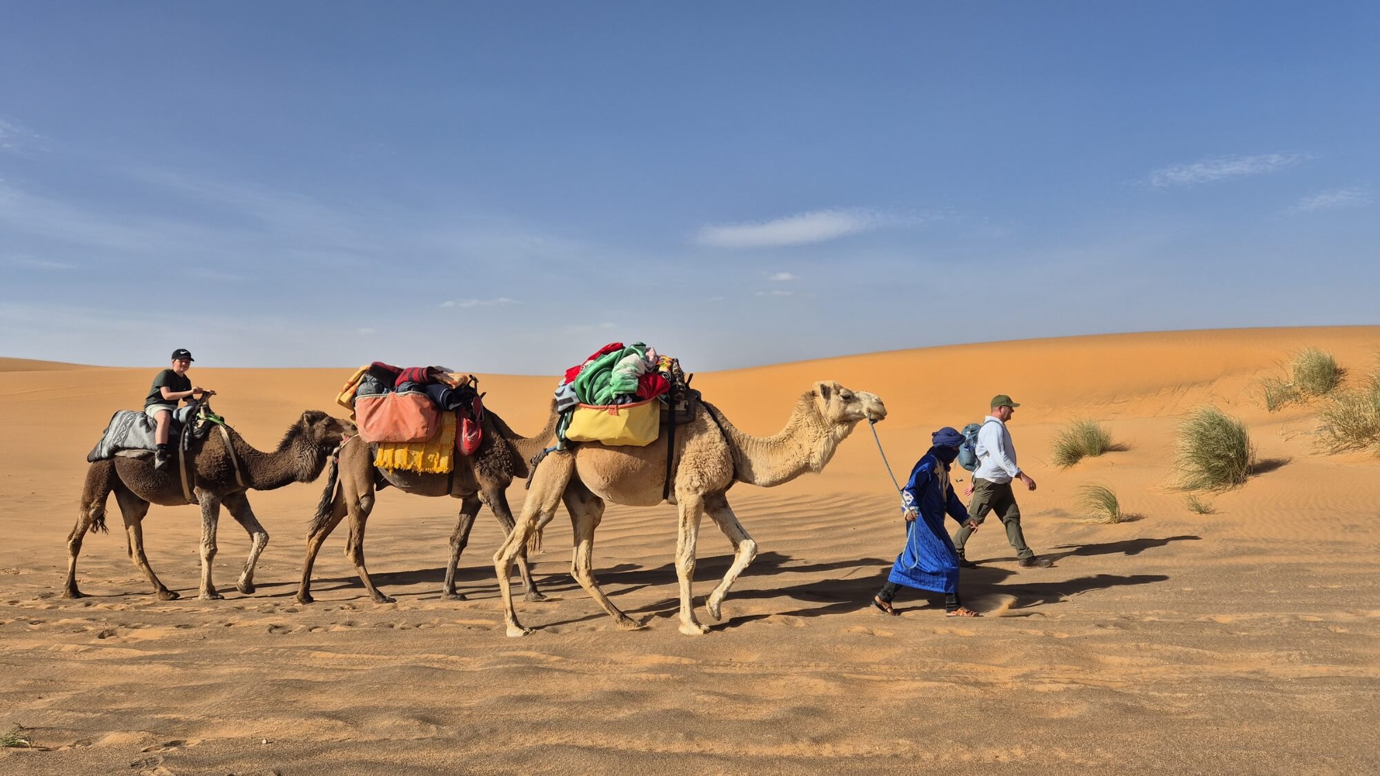 Camel caravan crossing orange sand dunes under a blue sky.